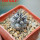 COPIAPOA griseoviolacea GCG 15034, mountain form, selection, 5 cm pot, SEEDLING