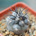 COPIAPOA griseoviolacea GCG 15034, mountain form, selection, 5 cm pot, SEEDLING