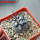 COPIAPOA griseoviolacea GCG 15034, mountain form, selection, 5 cm pot, SEEDLING