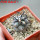 COPIAPOA griseoviolacea GCG 15034, mountain form, selection, 5 cm pot, SEEDLING