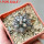 COPIAPOA griseoviolacea GCG 15034, mountain form, selection, 5 cm pot, SEEDLING