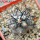 COPIAPOA griseoviolacea GCG 15034, mountain form, selection, 5 cm pot, SEEDLING