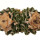 ARIOCARPUS fissuratus var. hintonii PP 352, illustrative photo