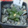 ARIOCARPUS fissuratus var. hintonii PP 352, Matehuala, 2 pcs., 5 cm pots, SEEDLINGS