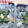 ARIOCARPUS fissuratus var. hintonii PP 352, Matehuala, 2 pcs., 5 cm pots, SEEDLINGS