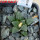 ARIOCARPUS fissuratus var. hintonii PP 352, Matehuala, 2 pcs., 5 cm pots, SEEDLINGS