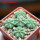 AZTEKIUM ritteri f. intercostatum GCG 10888, 5 pcs., 1,6 - 1,7 cm,  one 5 cm pot, SEEDLINGS