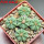 AZTEKIUM ritteri f. intercostatum GCG 10888, 5 pcs., 1,6 - 1,7 cm,  one 5 cm pot, SEEDLINGS