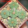 AZTEKIUM ritteri f. intercostatum GCG 10888, 5 pcs., 1,6 - 1,7 cm,  one 5 cm pot, SEEDLINGS