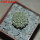 STROMBOCACTUS corregidorae VM 974, 2,1 cm, 5 cm pot, SEEDLING