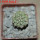 STROMBOCACTUS corregidorae VM 974, 2,1 cm, 5 cm pot, SEEDLING