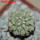 STROMBOCACTUS corregidorae VM 974, 2,1 cm, 5 cm pot, SEEDLING