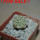 STROMBOCACTUS corregidorae VM 974, 2,1 cm, 5 cm pot, SEEDLING