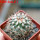 TURBINICARPUS viereckii ssp. reconditus, own roots, rooted offset