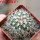 TURBINICARPUS viereckii ssp. reconditus, own roots, rooted offset