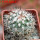 TURBINICARPUS viereckii ssp. reconditus, own roots, rooted offset