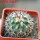TURBINICARPUS viereckii ssp. reconditus, own roots, rooted offset