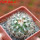 TURBINICARPUS viereckii ssp. reconditus, own roots, rooted offset