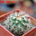 TURBINICARPUS viereckii ssp. reconditus, own roots, rooted offset