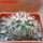 TURBINICARPUS viereckii ssp. reconditus, own roots, rooted offset