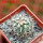 TURBINICARPUS viereckii ssp. reconditus, own roots, rooted offset