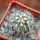 TURBINICARPUS viereckii ssp. reconditus, own roots, rooted offset