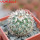 TURBINICARPUS viereckii ssp. reconditus, own roots, rooted offset