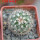TURBINICARPUS viereckii ssp. reconditus, own roots, rooted offset