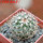 TURBINICARPUS viereckii ssp. reconditus, own roots, rooted offset