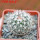 TURBINICARPUS viereckii ssp. reconditus, own roots, rooted offset