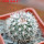 TURBINICARPUS viereckii ssp. reconditus, own roots, rooted offset