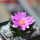 ARIOCARPUS fissuratus var. hintonii, 5 cm pot, seedling