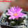 ARIOCARPUS fissuratus var. hintonii, 5 cm pot, seedling