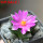 ARIOCARPUS fissuratus var. hintonii, 5 cm pot, seedling