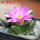 ARIOCARPUS fissuratus var. hintonii, 5 cm pot, seedling