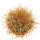 ECHINOCEREUS lindsayi f. yellow spines, illustrative photo
