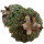 ARIOCARPUS kotschoubeyanus, illustrative photo
