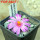 ARIOCARPUS kotschoubeyanus, 5 cm pot, seedling