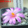 ARIOCARPUS kotschoubeyanus, 5 cm pot, seedling