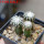 DISCOCACTUS horstii 7 cm pot, 3 pcs. grafted  SEEDLINGS 
