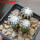 DISCOCACTUS horstii 7 cm pot, 3 pcs. grafted  SEEDLINGS 