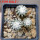 DISCOCACTUS horstii 7 cm pot, 3 pcs. grafted  SEEDLINGS 