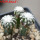 DISCOCACTUS horstii 7 cm pot, 3 pcs. grafted  SEEDLINGS 
