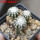 DISCOCACTUS horstii 7 cm pot, 3 pcs. grafted  SEEDLINGS 