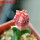 EUPHORBIA abdelkuri cv. Damask, 5 cm pot, grafted