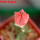 EUPHORBIA abdelkuri cv. Damask, 5 cm pot, grafted