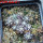 UEBELMANNIA buiningii f. green RNK 55, Tromba d´Anta, 7 cm pot, 10 pcs., SEEDLINGS !!!