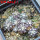 UEBELMANNIA buiningii f. green RNK 55, Tromba d´Anta, 7 cm pot, 10 pcs., SEEDLINGS !!!