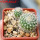 UEBELMANNIA meninensis x pectinifera, 5 cm pot, 2 pcs. seedlings