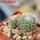 UEBELMANNIA meninensis x pectinifera, 5 cm pot, 2 pcs. seedlings